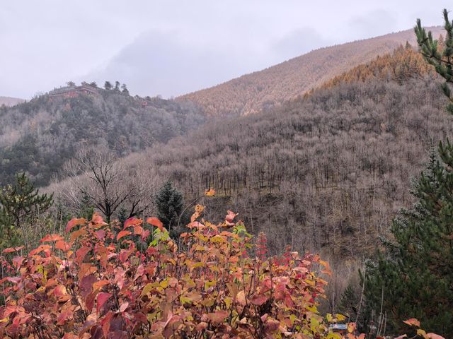 五臺山紅葉觀賞