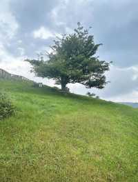 高山草原度假指南