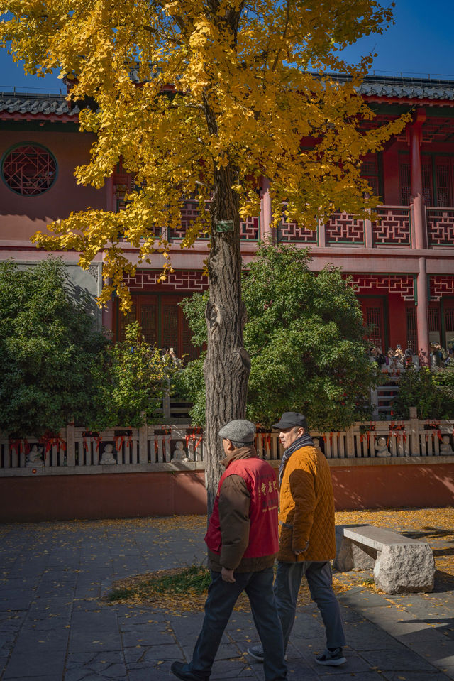 南京毗盧寺的秋天太美了附拍照打卡攻略路線 南京毗盧寺的秋天太美了附拍照打卡攻略路線