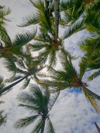 평화로운 휴식, 씨센스에서