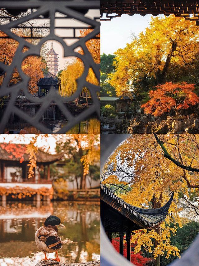 蘇州的秋天,堪稱中式美學天花板!! 蘇州的秋天,堪稱中式美學天花板!!