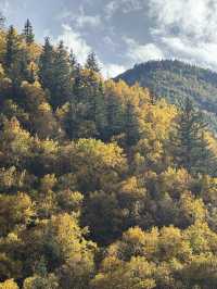 10月川西，赴一場光與金黃的約會