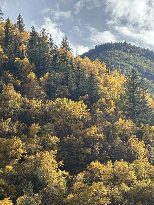 10月川西，赴一場光與金黃的約會