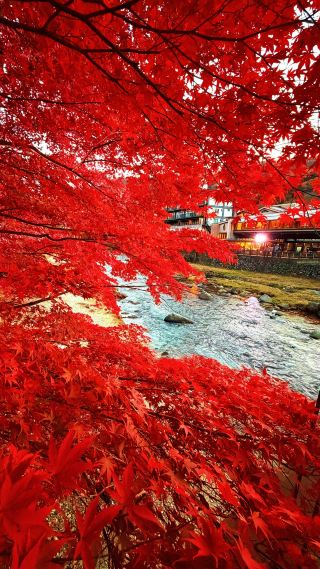 日本の紅葉シーズン、那須塩原のライブ映像でこの紅葉は本当にすごい！