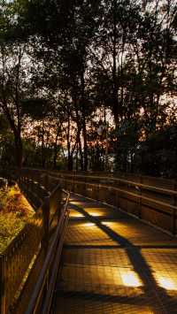 城市森林漫步天花板