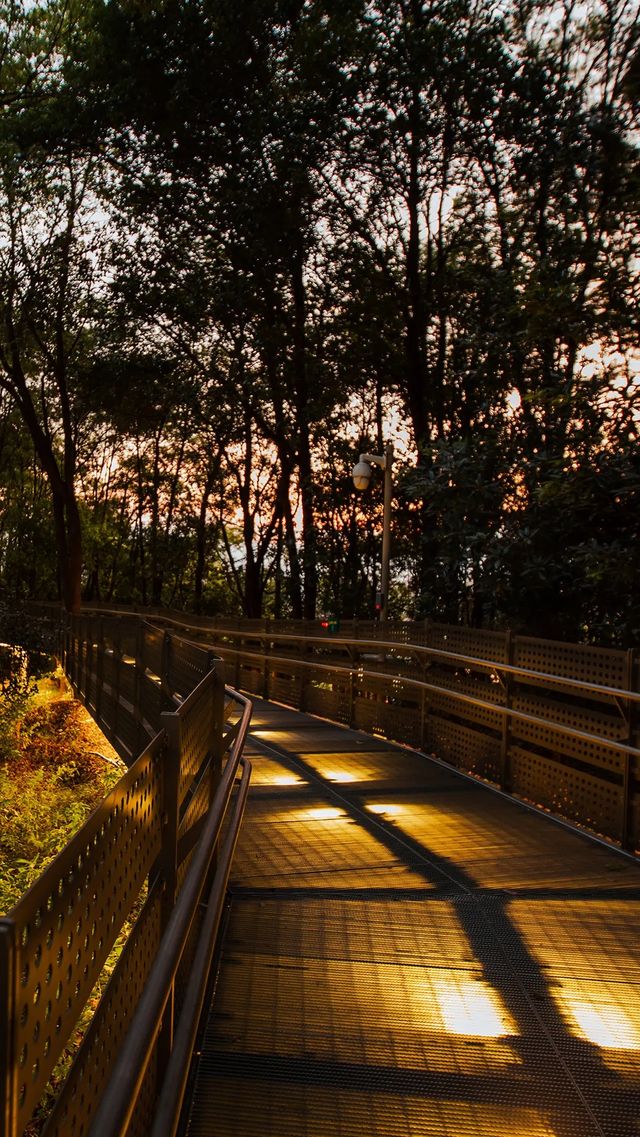 城市森林漫步天花板