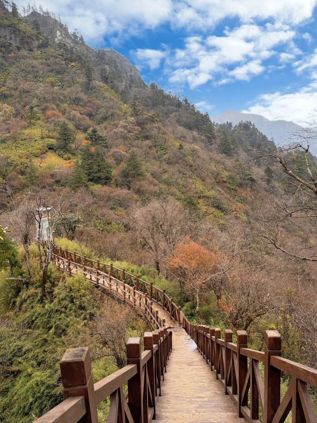 藏在深山的「天然基因庫」，正在上演最絢爛的色彩。