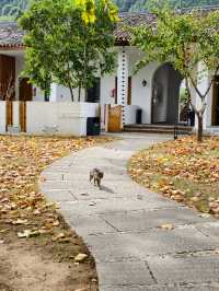 婺源秋色獨家攻略就在銀杏谷民宿