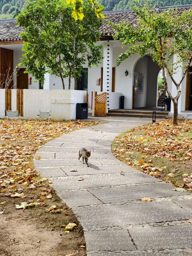 婺源秋色獨家攻略就在銀杏谷民宿