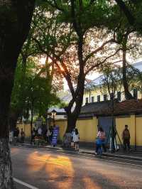 南京的樹正在刷屏