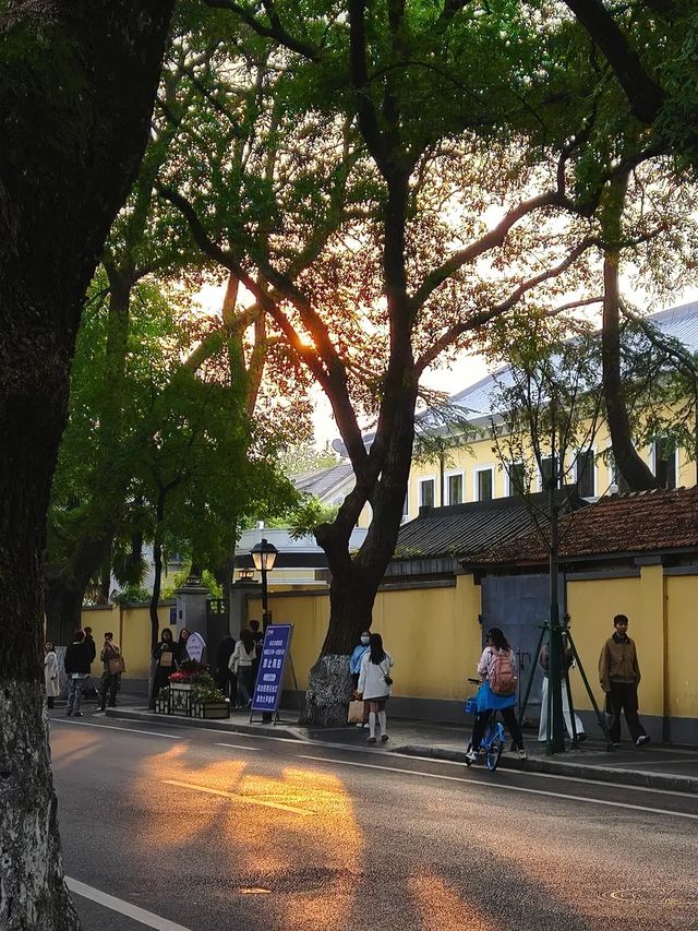 南京的樹正在刷屏