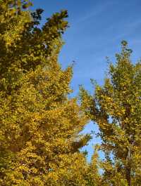 秋之韻：凋零與豐收的交響