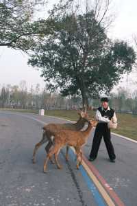 宿遷森迪自駕封神!開著車闖進動物狂歡局