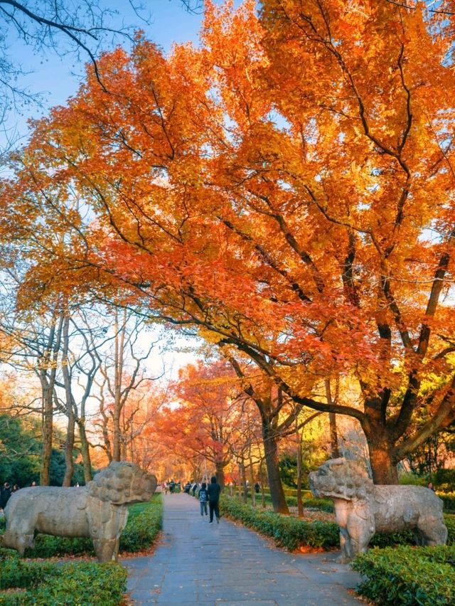 “오동나무 아름답다”라며 남경도시 가득 심었어요🍂