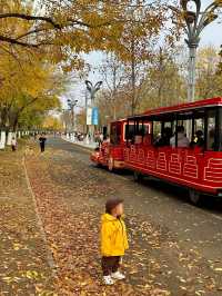 銀杏季現代古建同框