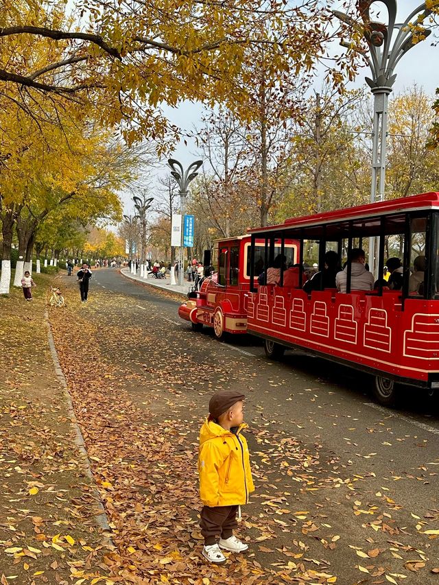 銀杏季現代古建同框