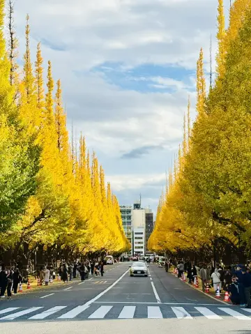 秋的日本精選。黃色篇
