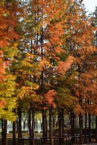 北龍湖的「水上油畫」秋冬限定美到窒息