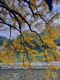 咸寧程家壟千年銀杏原來自帶中國風濾鏡！絕了！