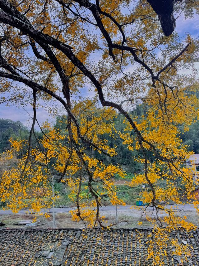 咸寧程家壟千年銀杏原來自帶中國風濾鏡！絕了！