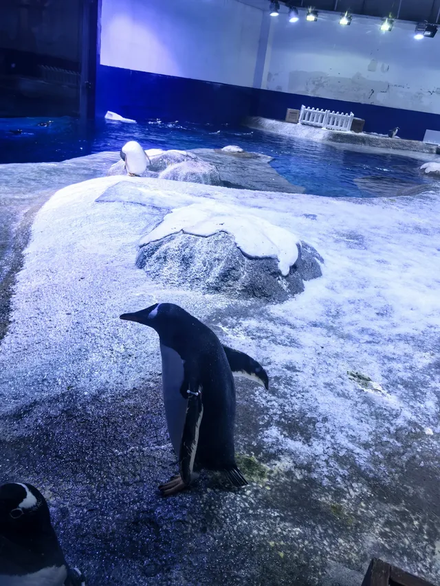 一歲半幼崽的海洋世界之旅