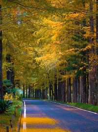 句容茅山初冬彩林斑斕