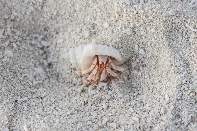 A Dream Vacation in Maldives A Dream Vacation in Maldives