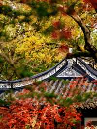 隱秘在魔都的秋日秘境！古漪園賞秋yyds