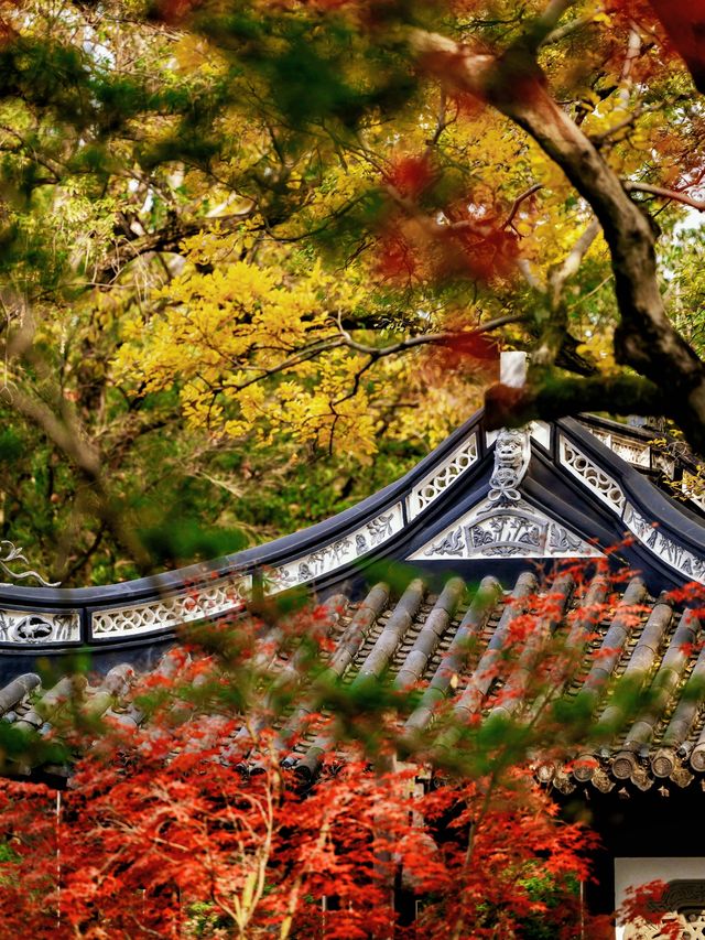 隱秘在魔都的秋日秘境！古漪園賞秋yyds