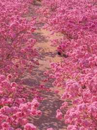 闖入油畫世界廣東這片紫粉花海美到窒息