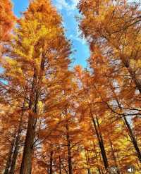 西昌,冬日的一抹秋