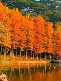 深圳秋冬遊玩攻略:10處落羽杉秘境,絕對不能錯過!!