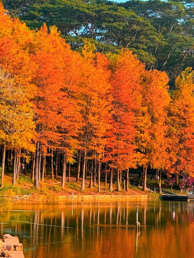 深圳秋冬遊玩攻略:10處落羽杉秘境,絕對不能錯過!! 深圳秋冬遊玩攻略:10處落羽杉秘境,絕對不能錯過!!