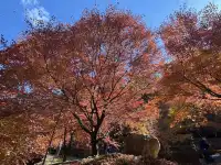 不是京都!實況無調色