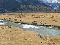 有一個地方叫做稻城……