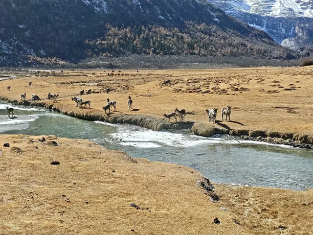 有一個地方叫做稻城……