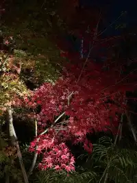 名古屋的秋東山 犬山 真的很好拍~