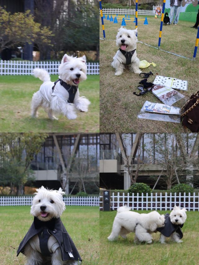 上海臨港凱悅酒店｜不出滬小眾度假天堂，寵物友好酒店打卡！