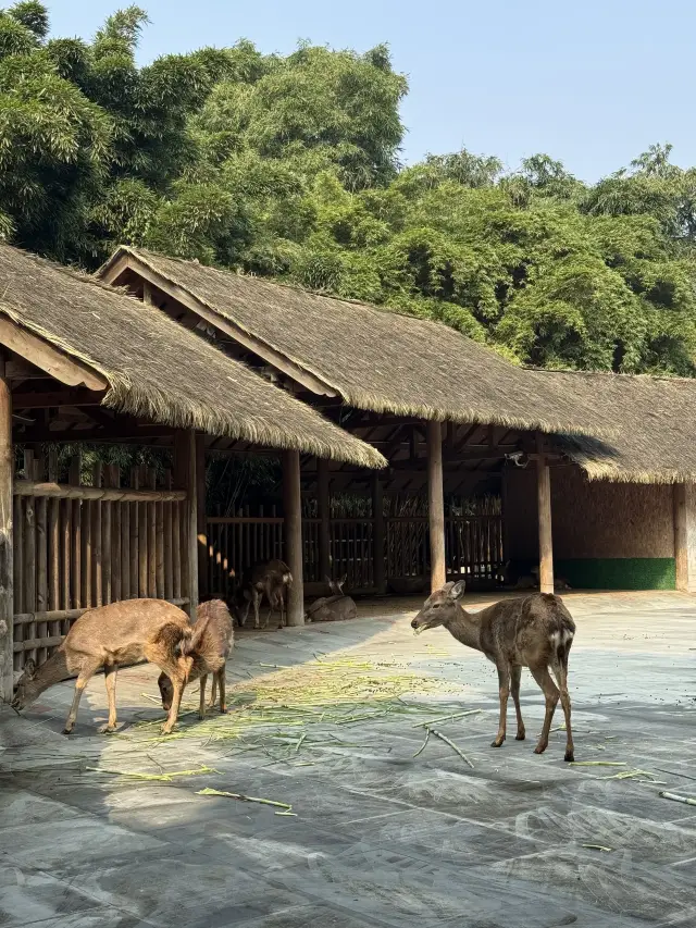 Closed next week! You have to wait until 2027 to see the Jinsha Museum again