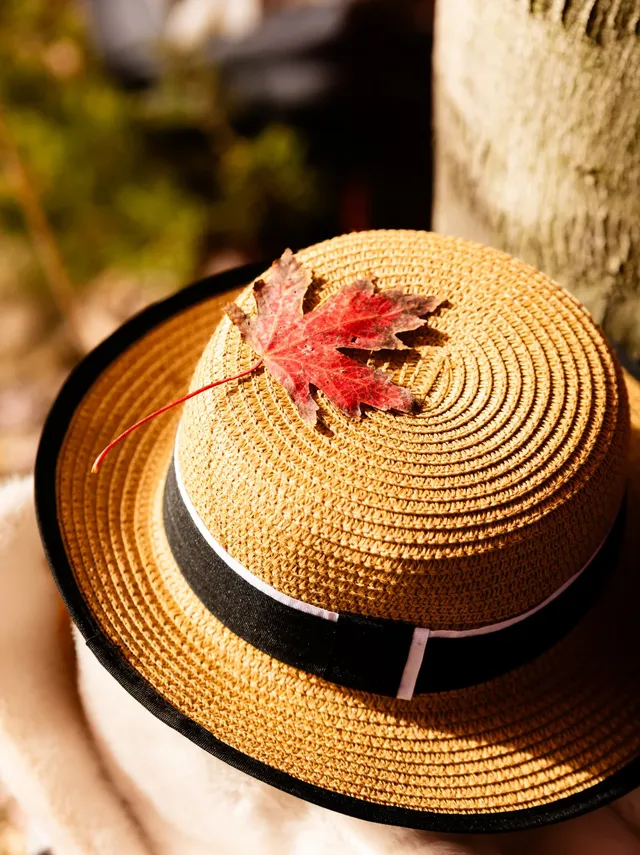 盼瘋了!陽澄湖紅楓大道已進入全紅模式! 盼瘋了!陽澄湖紅楓大道已進入全紅模式!