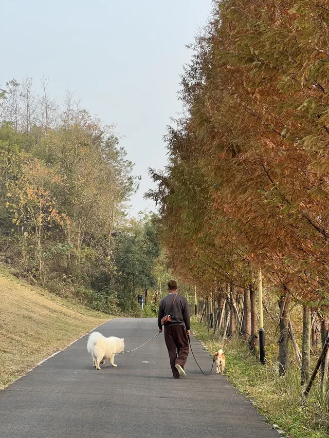 12.1實況live紹興鳳凰山美翻了!!!!!! 12.1實況live紹興鳳凰山美翻了!!!!!!