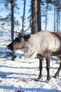我在漠河看到了幻彩的極光！！