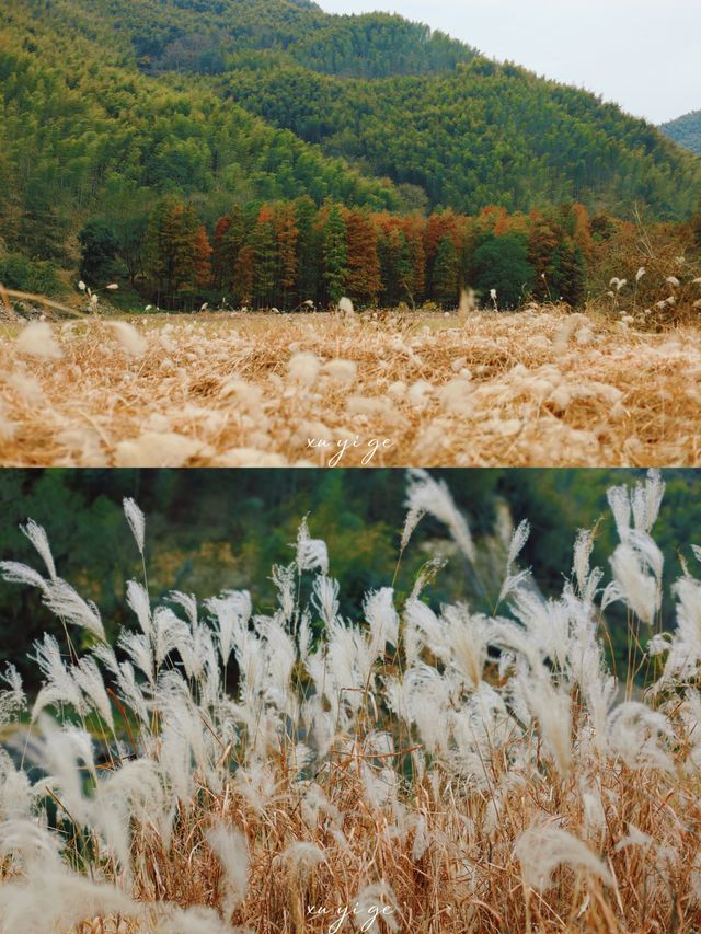 寧波徒步爬山|水杉-蘆葦蕩秋天王炸組合路線