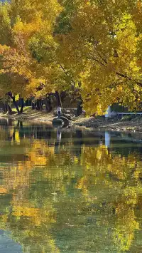 私藏！Live圖還原瀘沽湖冬日浪漫，金黃樹