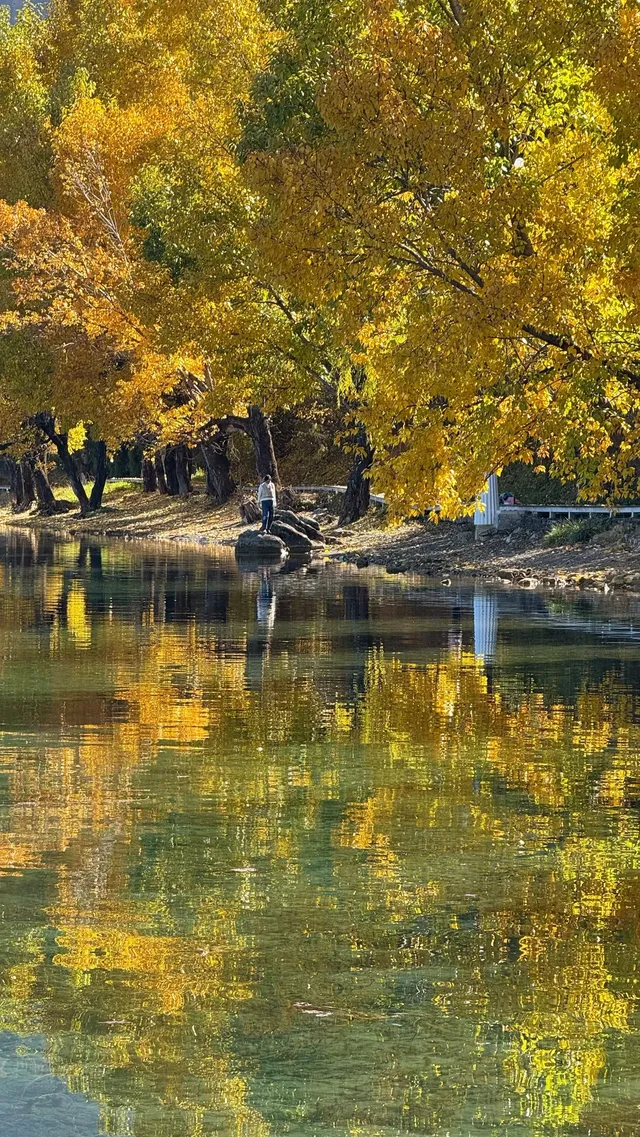 私藏！Live圖還原瀘沽湖冬日浪漫，金黃樹