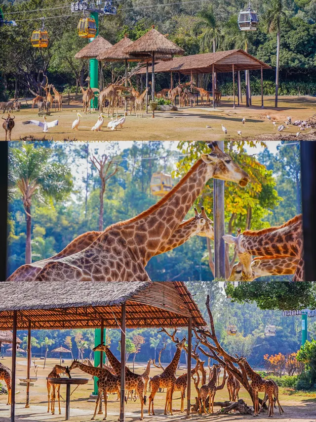 廣州長隆攻略1.5天玩透動物園，不走回頭路