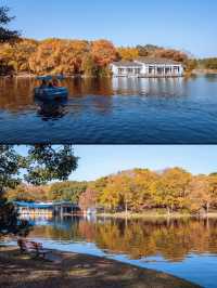 魔都秋日私藏共青森林的治癒漫遊手記