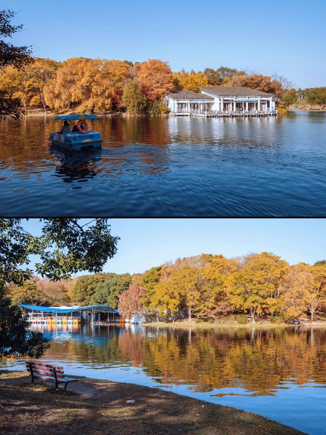 魔都秋日私藏共青森林的治癒漫遊手記