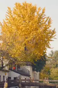 12.6 湖州秋景city walk路線