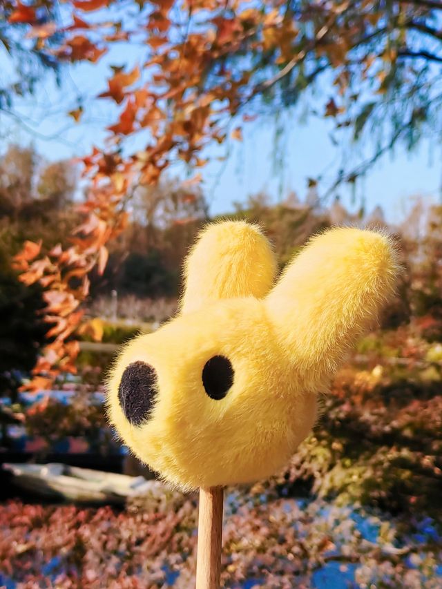 共青秋林愛晚|賞五彩繽紛的秋 共青秋林愛晚|賞五彩繽紛的秋